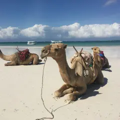 Trzy wielbłądy odpoczywają na piaszczystej plaży Diani Beach. W tle turkusowe morze i białe chmury.