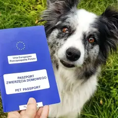Piesek z paszportem dla psa w łapce, gotowy na podróż.