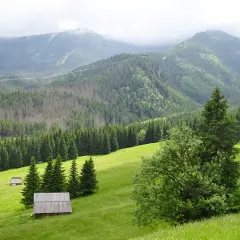 Zielone zbocza Tatr, lasy świerkowe i górskie chatki. W oddali majaczą skaliste szczyty. Kalatówki w pełnej krasie.