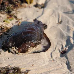 Ciemnobrązowy zając morski leży na piaszczystej plaży, otoczony przez wodorosty.
