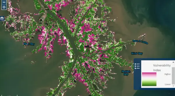 Mapa delty rzeki Missisipi z zaznaczonymi obszarami o różnym wskaźniku wrażliwości. Różowe plamy wskazują wyższą wrażliwość.