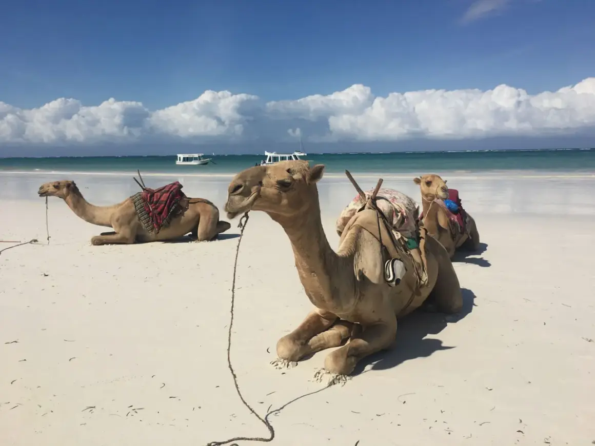 Trzy wielbłądy odpoczywają na piaszczystej plaży Diani Beach. W tle turkusowe morze i białe chmury.