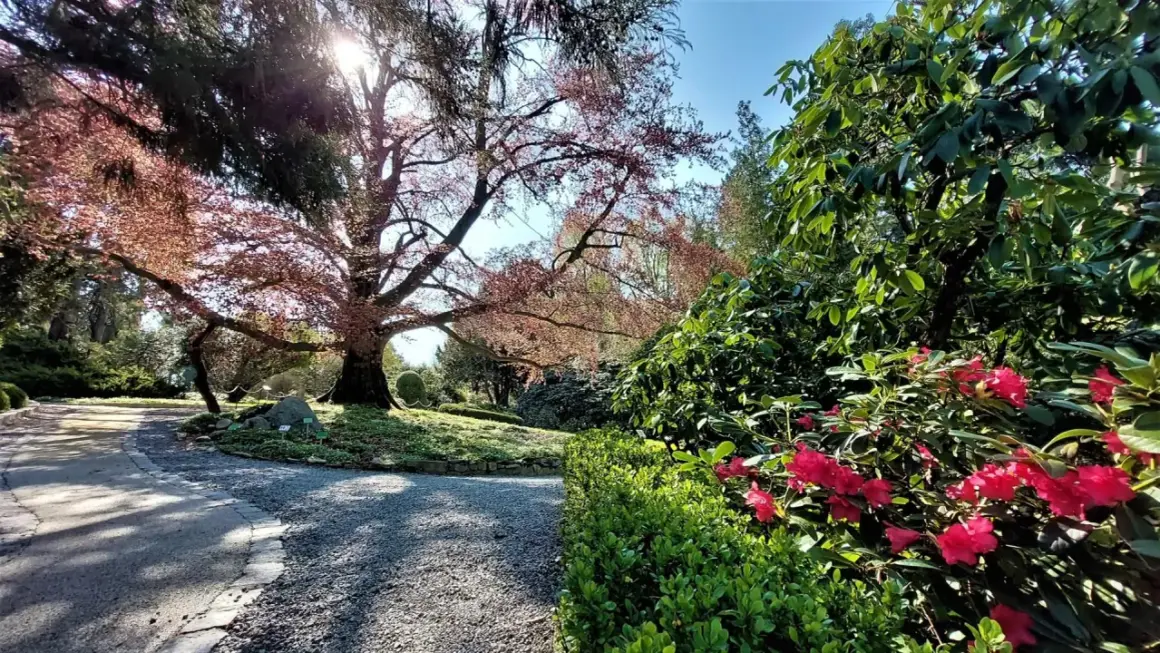 Arboretum Wojsławice: wiosną kwitną rododendrony, jesienią zachwyca drzewo o czerwonych liściach. Idealne miejsce na spacer.