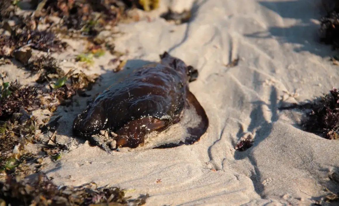 Ciemnobrązowy zając morski leży na piaszczystej plaży, otoczony przez wodorosty.