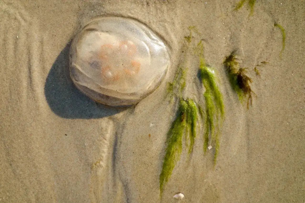 Przezroczysta meduza w piasku, obok zielonych wodorostów. To widok z plaży nad Bałtykiem.