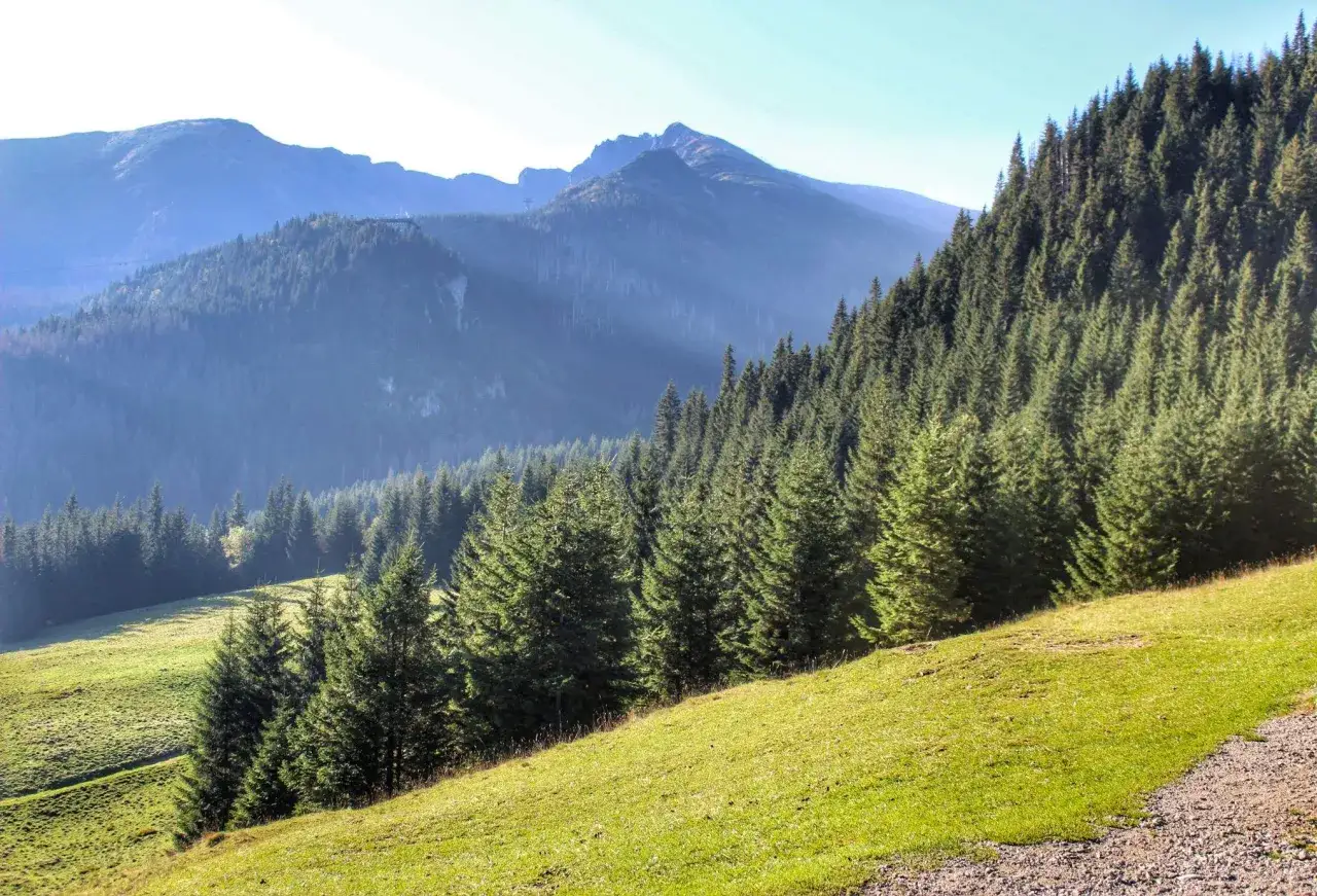 Widok na Tatry z zieloną halą i lasem świerkowym. W oddali majaczą szczyty, a na zboczu widać ścieżkę. To idealne miejsce na spacer po kalatówkach.