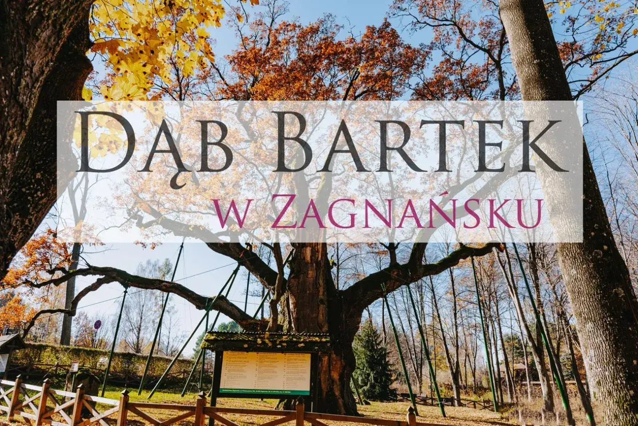 Dąb Bartek w Zagnańsku, pomnik przyrody. Ile ma lat? Ponad 700! Monumentalny dąb jesienią.