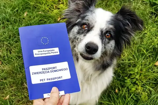 Piesek z paszportem dla psa w łapce, gotowy na podróż.