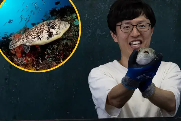 Mężczyzna w okularach trzyma rybę fugu. W okręgu widać tę samą rybę fugu pływającą wśród koralowców.