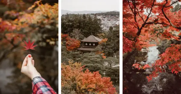 Jesień w Japonii: czerwone liście klonu, tradycyjna świątynia i malowniczy strumień. Odkryj najlepsze miejsca na jesienne liście w Japonii.